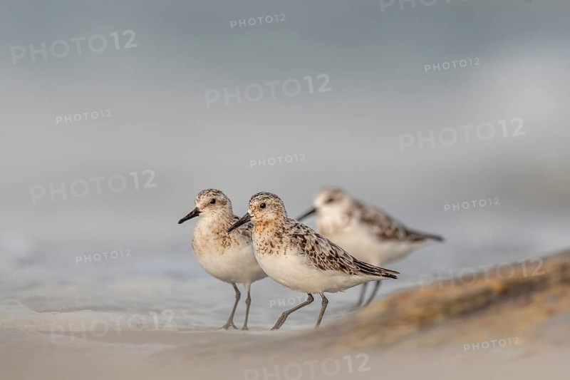 Sanderling (Calidris alba) feeding on a beach. Camaret sur mer, Crozon, Finistere, Brittany, France, Europe