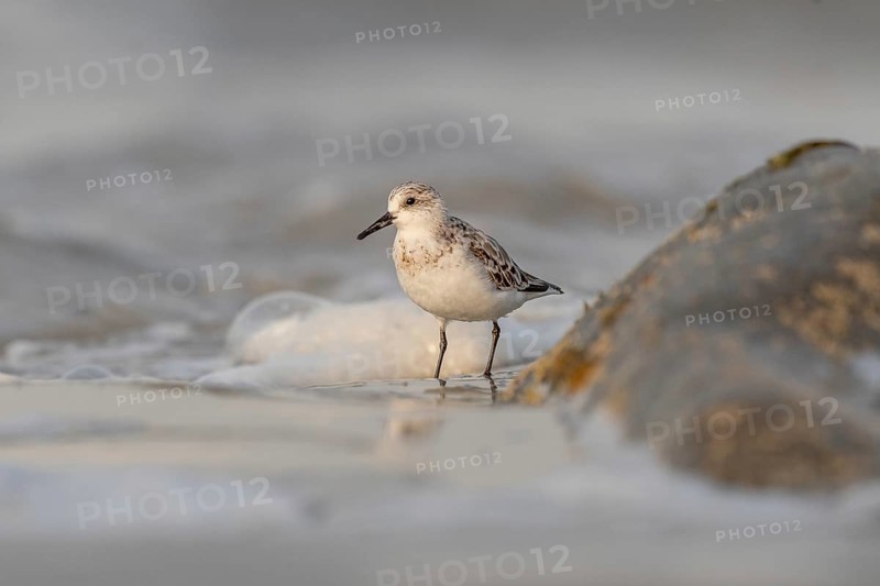 Sanderling (Calidris alba) feeding on a beach. Camaret sur mer, Crozon, Finistere, Brittany, France, Europe