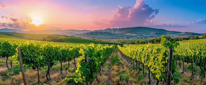 Scenic sunset over winery fields and grapevines that produce wine, Shiraz, Merlot, Cabernet, AI generated