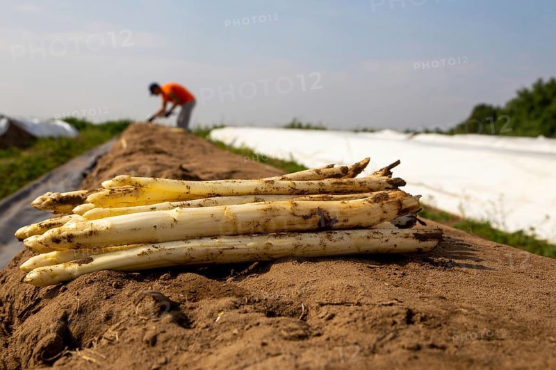 Agriculture asparagus harvest at the Schmitt vegetable farm in Hockenheim, Baden-Württemberg