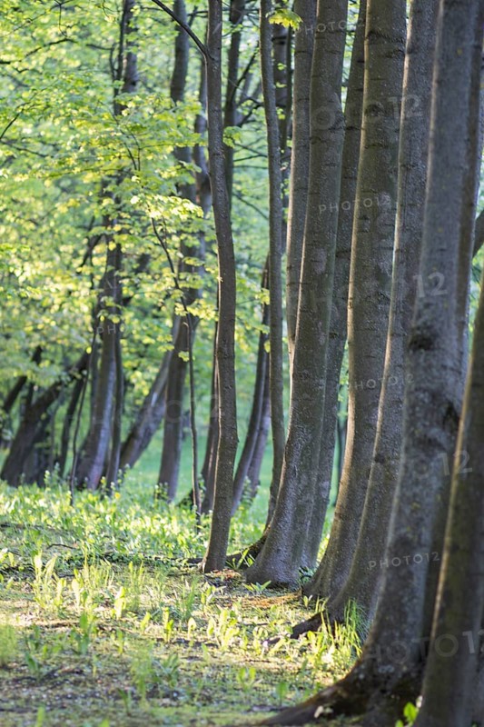 Trees in spring park