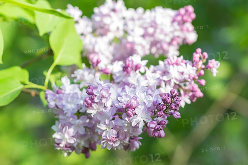 Blooming lilac in the botanical garden in spring