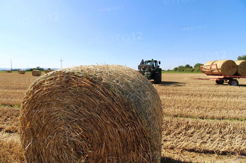 Straw pressed into round bales on a harvested wheat field, loaded onto the trailer for transport (Mutterstadt, Rhineland-Palatinate)