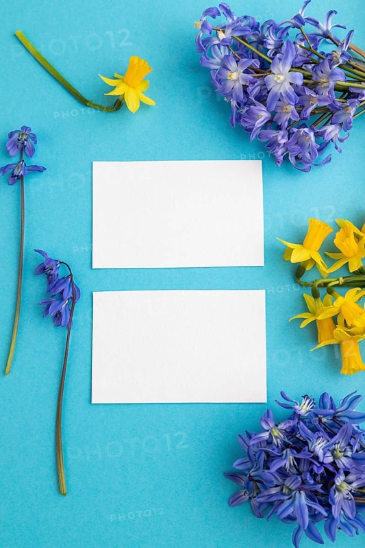 White paper business cards with spring snowdrop flowers bluebells, narcissus on blue pastel background. top view, flat lay, copy space, still life, mockup, template. Beauty, spring concept