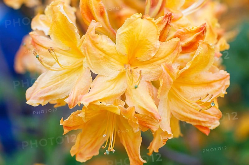Rhododendron (azalea) flowers of various colors in the spring garden. Closeup. Blurred background