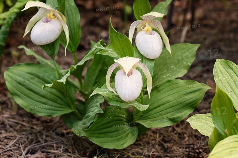 Beautiful orchids of different colors on green background in the garden. Lady's-slipper hybrids. Close up