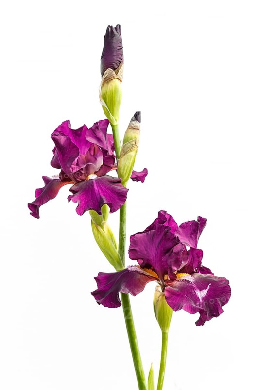 Beautiful multicolored iris flower isolated in white. Close up