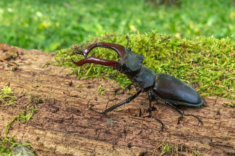 Male Raven Kite (Lucanus cervus) on the trunk of a dead tree in the forest in spring. Bas Rhin Alsace, grand est, France, Europe
