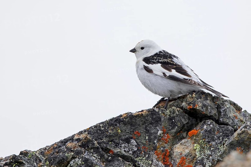 Snow bunting (Plectrophenax nivalis insulae, Emberiza nivalis) male in breeding plumage perched on rock on tundra in summer, Svalbard, Spitsbergen