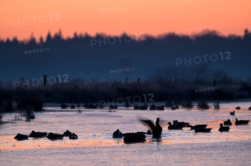 White-fronted Goose (Anser albifrons), at roost, in front of sunrise, dusk, morning, Dingdener Heide Nature Reserve, North Rhine-Westphalia, Germany, Europe