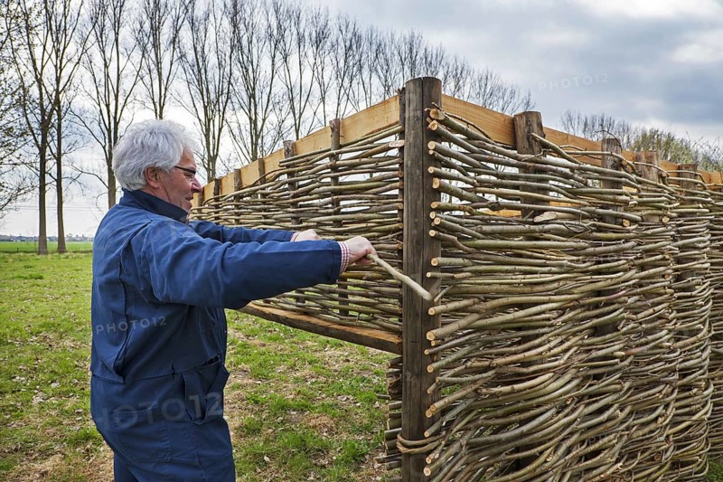 Craftsman making traditional wattle fence by weaving thin willow branches