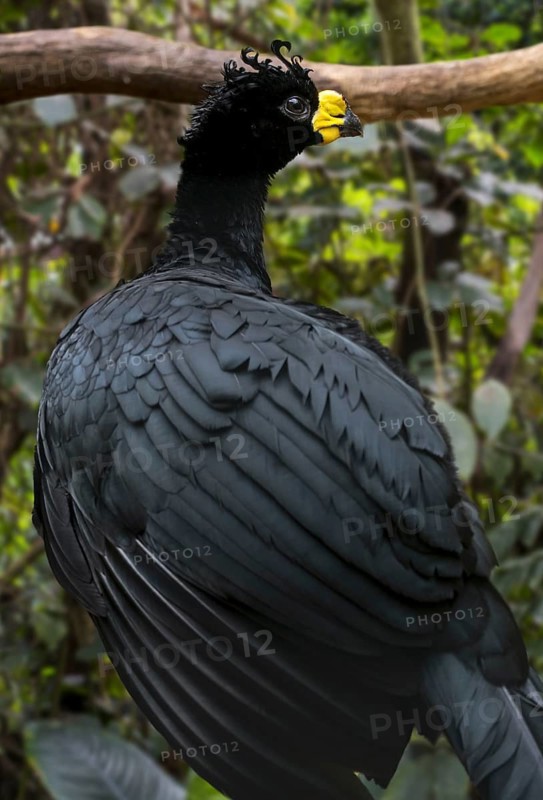 Yellow-knobbed curassow (Crax daubentoni) male foraging in forest, native to Colombia and Venezuela, South America