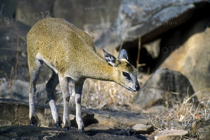 Klipspringer antelope (Oreotragus oreotragus) foraging amongst rocks of koppie, Kruger National Park, South Africa, Africa