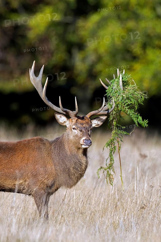 Red deer (Cervus elaphus) stag in grassland at forest's edge with antlers covered in ferns during the rut in autumn, fall in England, UK
