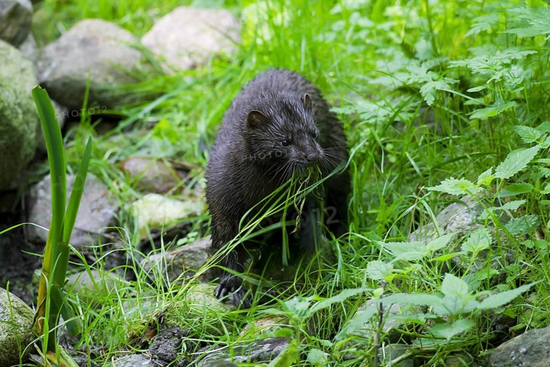 American mink (Neovison vison, Mustela vison), mustelid native to North America on river bank collecting grass for nest building