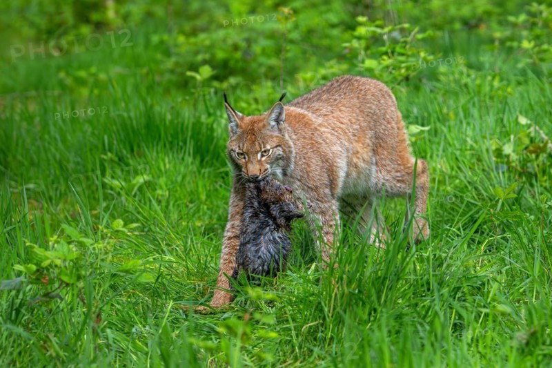 Hunting Eurasian lynx (Lynx lynx) walking with killed muskrat (Ondatra zibethicus) prey in its muzzle in meadow, grassland. Captive