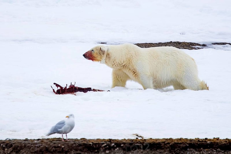 Collared polar bear (Ursus maritimus) with radio collar, GPS tracker eating from seal prey carcass on snowfield along the Svalbard coast, Spitsbergen
