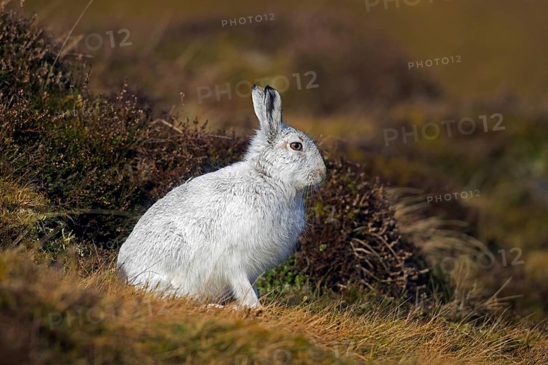 Mountain hare, alpine hare, snow hare (Lepus timidus) in white winter pelage resting in the hills in late winter, Cairngorms National Park, Scotland, United Kingdom, Europe