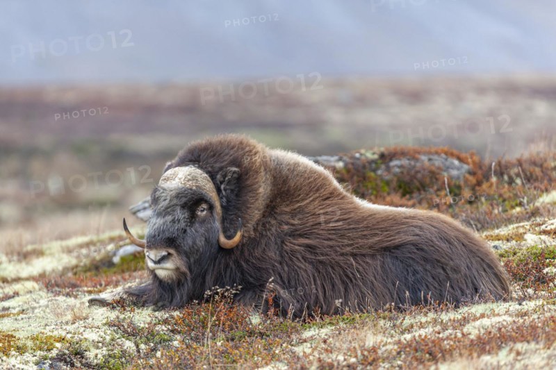 Musk ox (Ovibos moschatus), lying, quiet, autumn tundra, mountains, Dovrefjell National Park, Norway, Europe