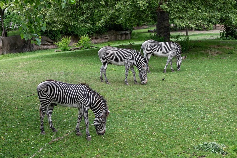 Detroit, Michigan, Grevy's Zebras (Equus grevyi) at the Detroit Zoo