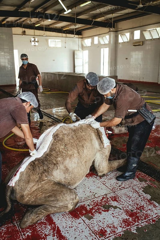 Camel slaughter (halal), Salalah slaughterhouse, Dhofar, Oman, Asia