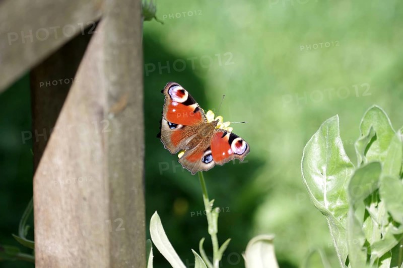 Peacock butterfly (Aglais io), butterfly, spread wings, coloured, close-up of colourful peacock butterfly with spread wings