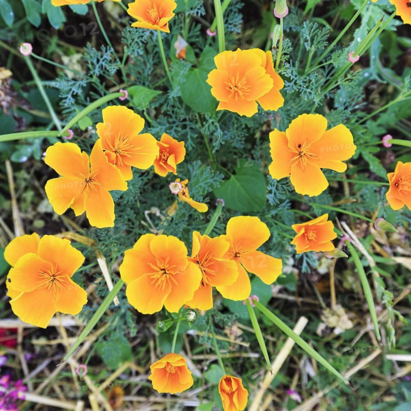 California poppy (Eschscholzia californica), Frau-Holle-Land Geo-nature park Park, Hesse, Germany, Europe