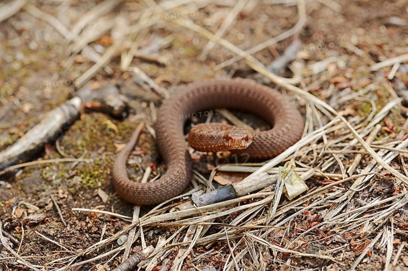 Common european viper (Vipera berus), juvenile, North Rhine-Westphalia, Germany, Europe