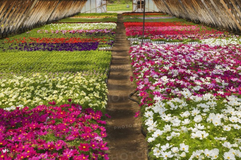 Purple, white, pink and red Cosmos flowers being grown in containers inside greenhouse in spring, Quebec, Canada, North America
