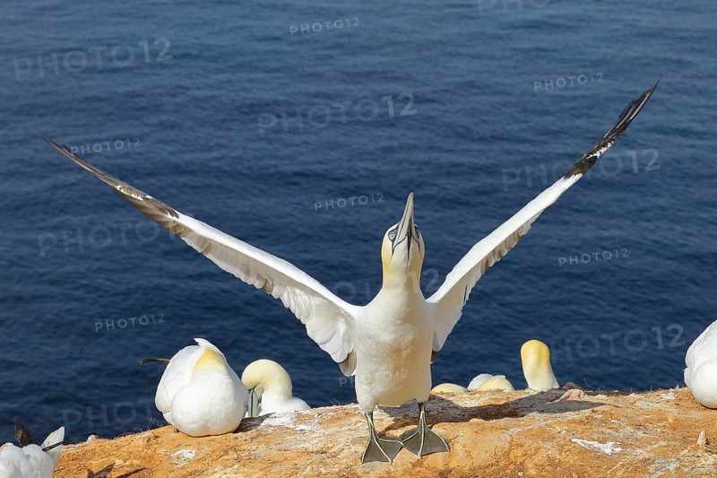 Northern gannet (Morus bassanus) Old bird flapping its wings in anticipation of its mate, Heligoland, Lower Saxony, Germany, Europe