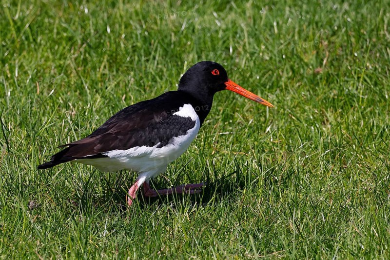 Oystercatcher (Haematopus ostralegus), UNESCO World Heritage Site, Schleswig-Holstein Wadden Sea National Park, North Sea coast, Schleswig-Holstein, Germany, Europe