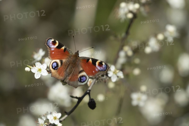 Peacock (Aglais io) butterfly feeding on a Blackthorn bush flower on a hedgerow in the springtime, Suffolk, England, United Kingdom, Europe