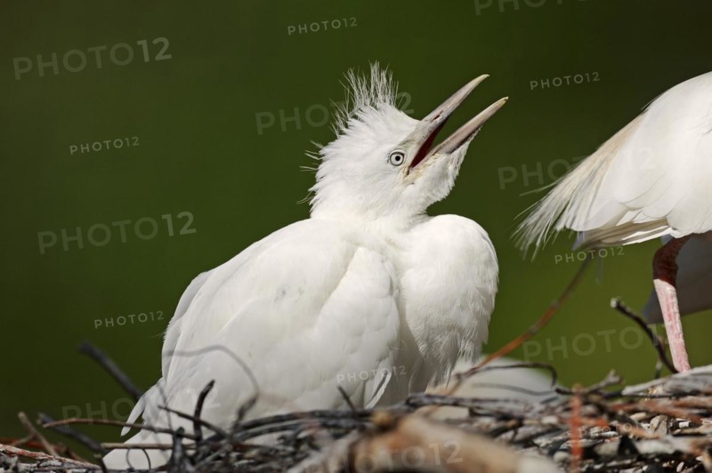 Cattle egret (Bubulcus ibis), young bird in nest, Camargue, France, Europe