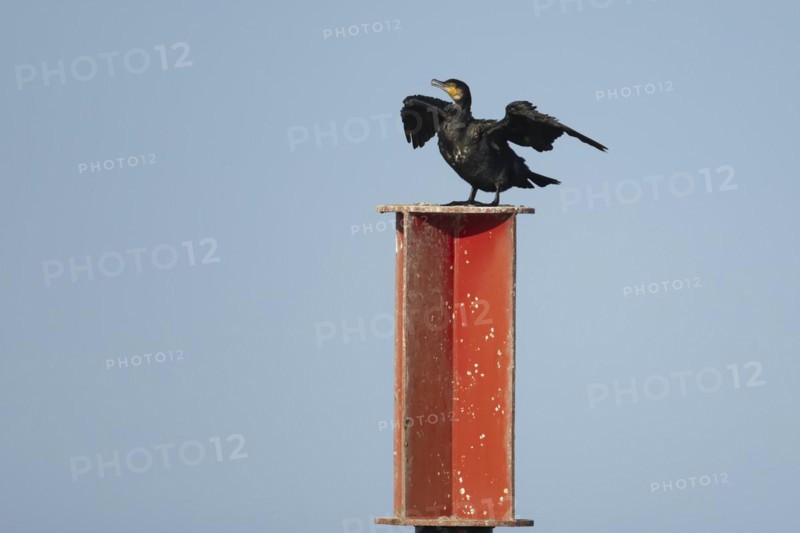 Great cormorant (Phalacrocorax carbo) adult bird drying its wings on a metal post, Norfolk, England, United Kingdom, Europe