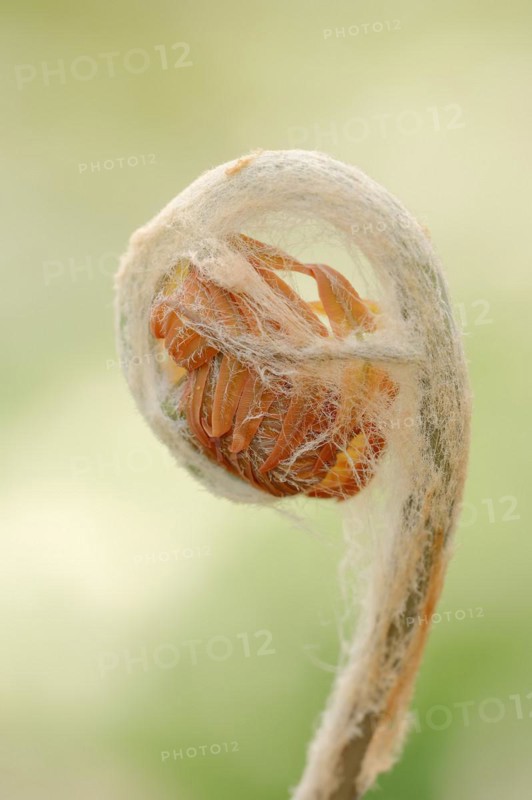 Cinnamon fern (Osmundastrum cinnamomeum, Osmunda cinnamomea), leaf emergence in spring, ornamental plant, North Rhine-Westphalia, Germany, Europe