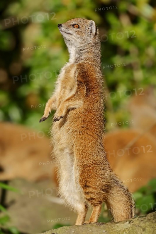 Yellow mongoose (Cynictis penicillata), captive, occurrence in Africa