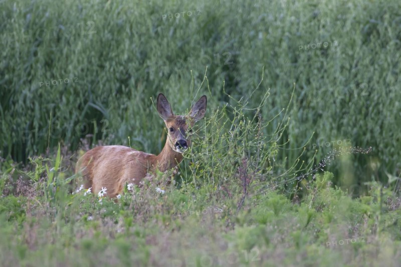 Roe deer (Capreolus capreolus) juvenile female fawn on the edge of a summer oat field, Suffolk, England, United Kingdom, Europe