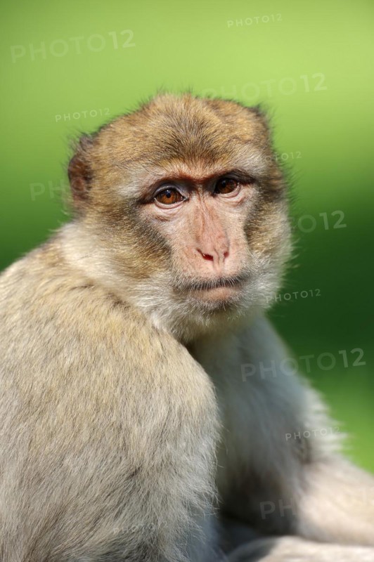 Barbary macaque (Macaca sylvanus), captive, portrait, occurring in Morocco, Algeria and Gibraltar