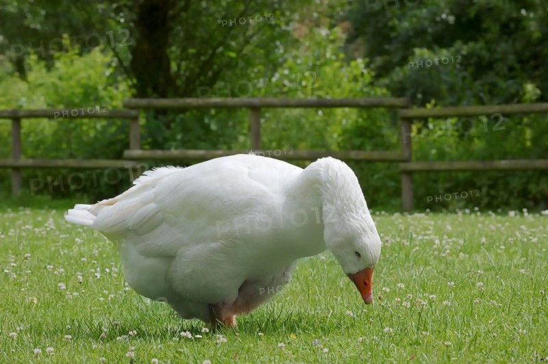 Emden goose or Emden goose (Anser anser forma domestica), free-range domestic goose, North Rhine-Westphalia, Germany, Europe