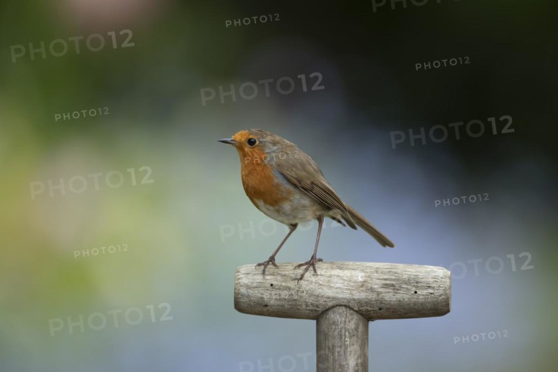 European robin (Erithacus rubecula) adult bird on a garden fork handle, Suffolk, England, United Kingdom, Europe