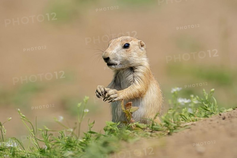 Black-tailed prairie dog (Cynomys ludovicianus), juvenile, captive, occurrence in North America