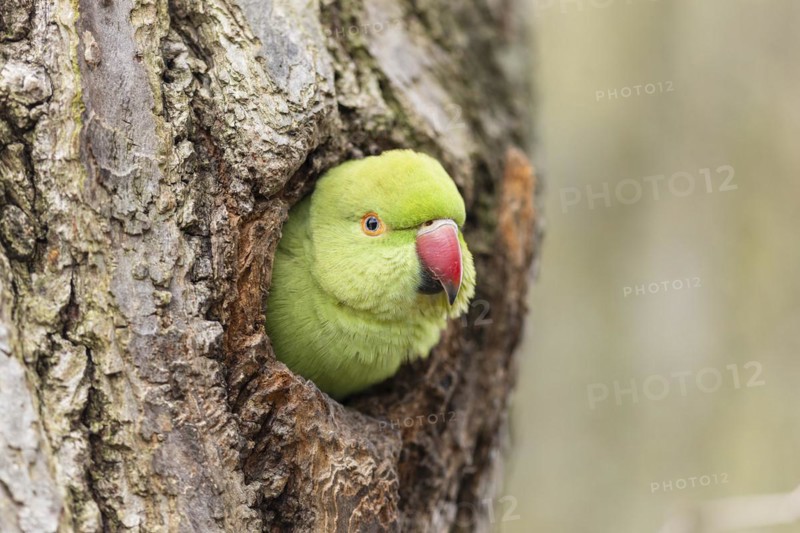Rose-ringed parakeet (Psittacula krameri) looking out of its breeding den, wildlife, Germany, Europe