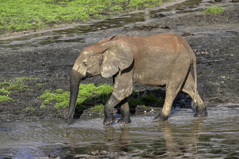 African forest elephant (Loxodonta cyclotis) in the Dzanga Bai forest clearing, Dzanga-Ndoki National Park, Unesco World Heritage Site, Dzanga-Sangha Complex of Protected Areas (DSPAC), Sangha-Mbaéré Prefecture, Central African Republic, Africa