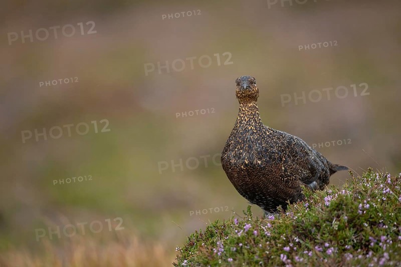 Red grouse (Lagopus lagopus scotica) adult female bird stood on flowering heather on a moorland in summer, Yorkshire, England, United Kingdom, Europe