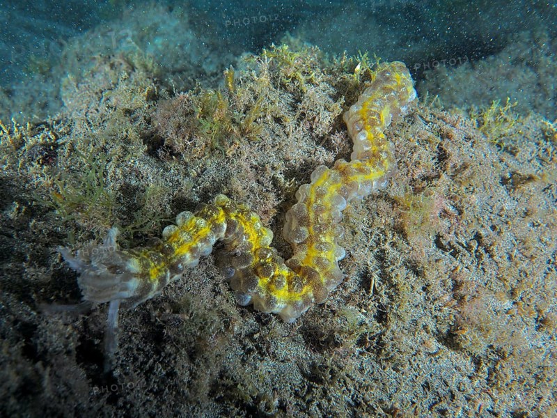 A snake sea cucumber (Euapta lappa), sea cucumber, crawls over the sandy seabed, surrounded by algae. Dive site Playa, Los Cristianos, Tenerife, Canary Islands, Spain, Europe