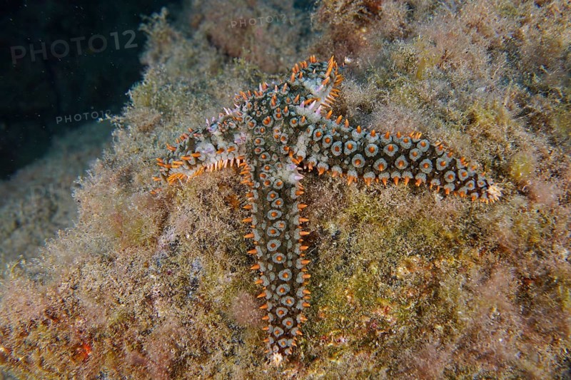 White starfish (Coscinasterias tenuispina) resting on an algae-covered substrate. Dive site Cueva de las Morenas, Palm Mar, Tenerife, Canary Islands, Spain, Europe