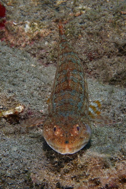 A brown-patterned diamond lizardfish (Synodus synodus) rests on the sandy seabed. Dive site Cueva de las Morenas, Palm Mar, Tenerife, Canary Islands, Spain, Europe