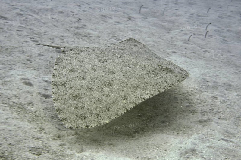 Butterfly ray (Gymnura altavela) swimming above the sandy seabed. Dive site Cueva de las Morenas, Palm Mar, Tenerife, Canary Islands, Spain, Europe