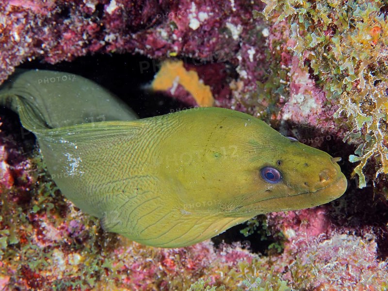 A Green moray (Gymnothorax funebris) looks out of a hiding place. Dive site John Pennekamp Coral Reef State Park, Key Largo, Florida Keys, Florida, USA, North America