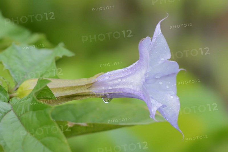 Devil's trumpet (Datura metel), flower, native to Asia